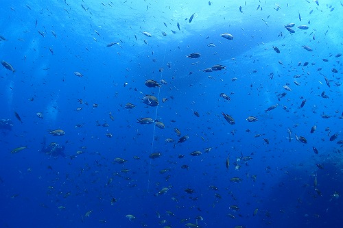 お魚パニック
