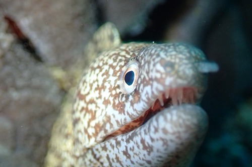 ウツボ