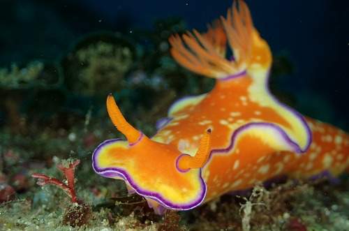 ニシキウミウシ