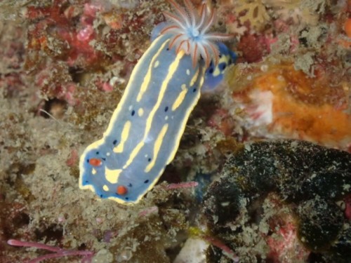 アオウミウシ