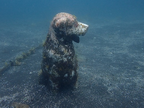 大瀬崎のビーチにいる犬