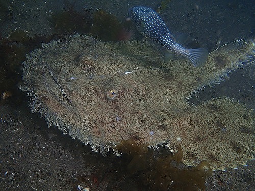 珍しいキアンコウ