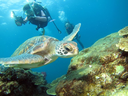 「ダイバーが恋するウミガメの世界」
