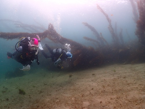 兵庫県ダイビングツアー【お久しぶりDAD！】3/14