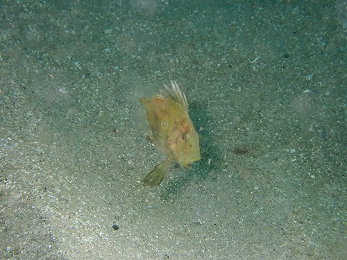 田後ダイビングツアー【ヤマサキ春のダンゴ祭り開催中～/レアものも♪】