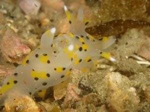 兵庫県ダイビングツアー【ウミウシ探さナイト！】3/29